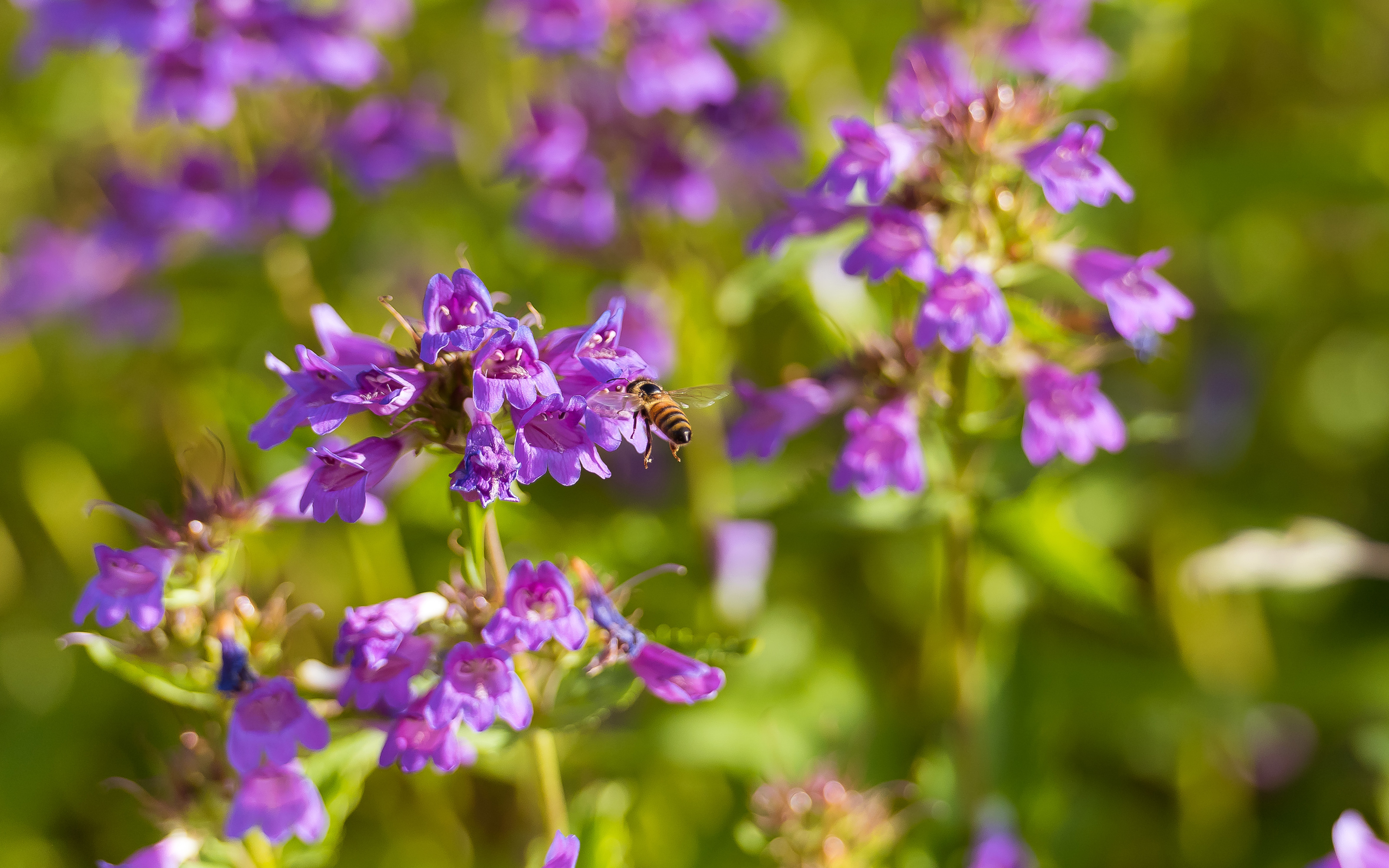 Bee on lilac flowers